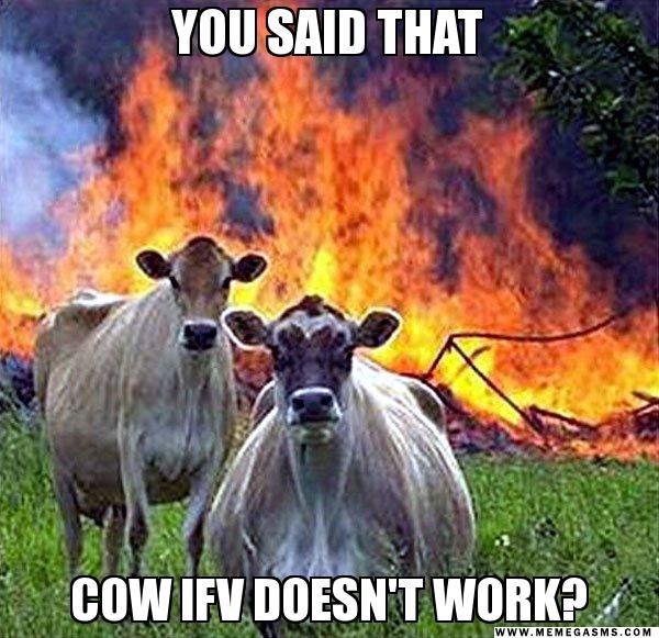 momeme_cows.jpg